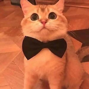 Meet your Posher, Billy